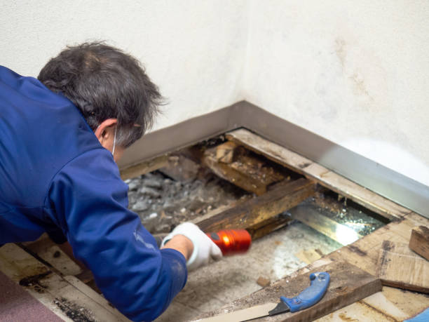 Mold Testing and Removal in Kings Park, NY